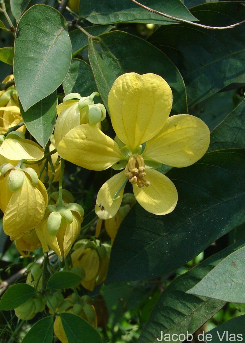 Senna bacillaris (L.f.) H.S.Irwin & Barneby